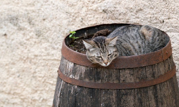 Domestic cat in a French village