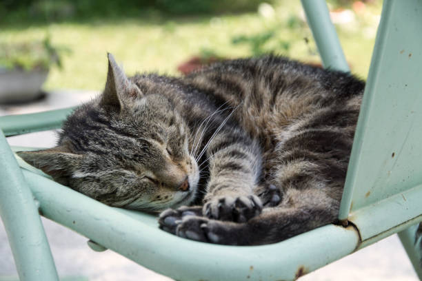 istock Cat snoozing on a green metal chair 960396434