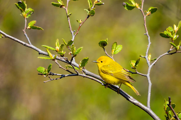 istock Yellow warbler perched on a branch during a spring sunny day 960396480