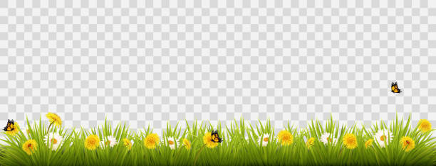 istock Summer nature landscape banner with flowers and butterflies. Vector. 960396718