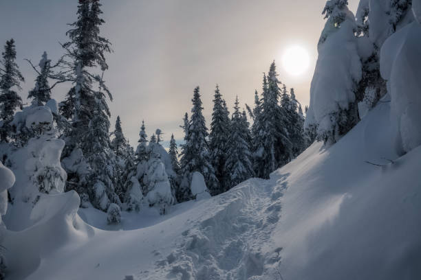 Sunset over the forest after the snowstorm, Quebec, Canada