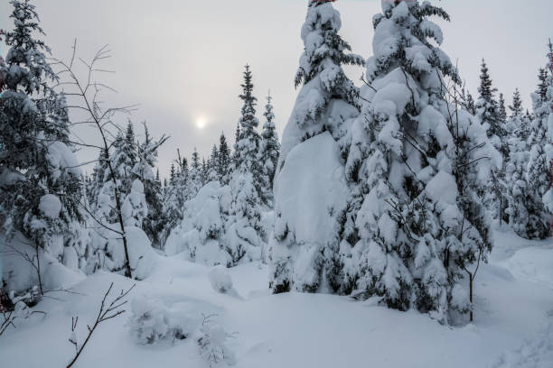 istock Sunset over the forest after the snowstorm, Quebec, Canada 960396804