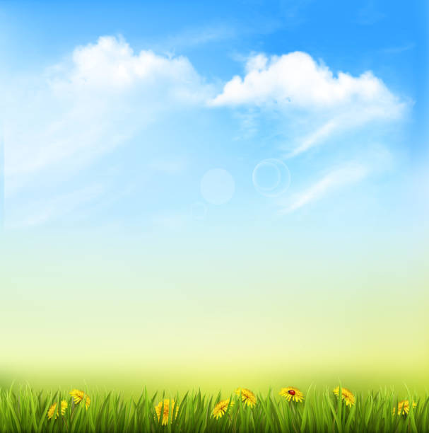 illustrations, cliparts, dessins animés et icônes de fond de nature du printemps avec une herbe verte et ciel bleu - dandelion flower yellow vector