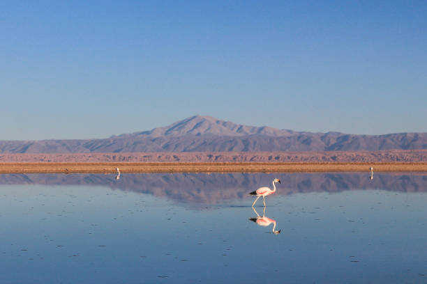 see in der atacama-wüste, chile, mit flamingos. - laguna colorada stock-fotos und bilder