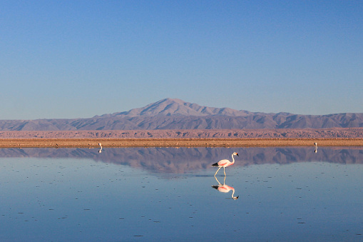 Lake in the reserve of the Flamingo, Atacama, in a beautiful evening.