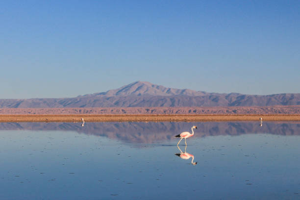 Lake in the Atacama desert, Chile, with flamingos. stock photo
