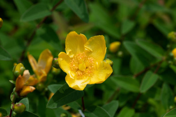 istock close-up of yellow flower 'Hypericum patulum' 960403952