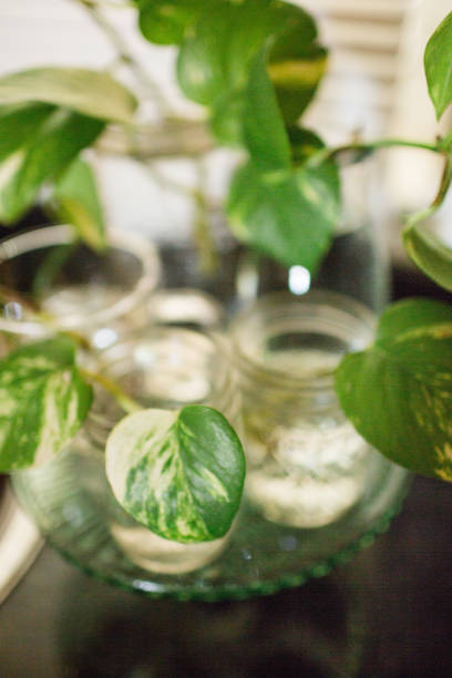 istock Propagating Pothos Plant 960419386