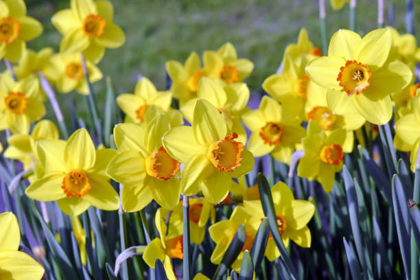 istock Narcissus, Daffodil Pinza (Narcissus, Amarylli daeceae), flowers in spring 960419868