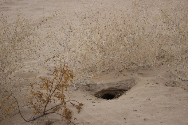 istock Desert Animal Critter Den Burrow Hole 960419922