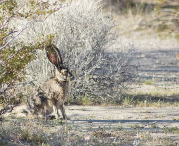 istock Desert Animals Jackrabbit in the Mojave 960419958