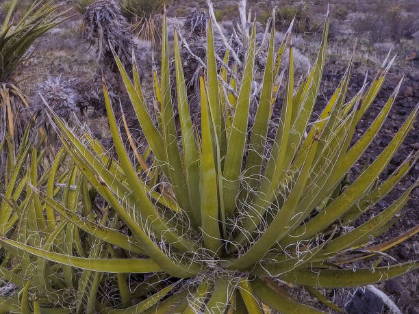 砂漠��の花と植物サボテンの風景 - desert flower california cactus ストックフォトと画像