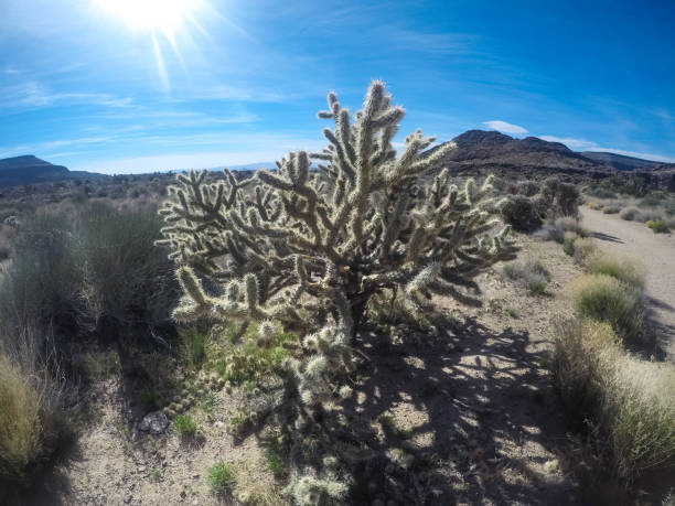 砂漠の花と植物サボテンの風景 - desert flower california cactus ストックフォトと画像