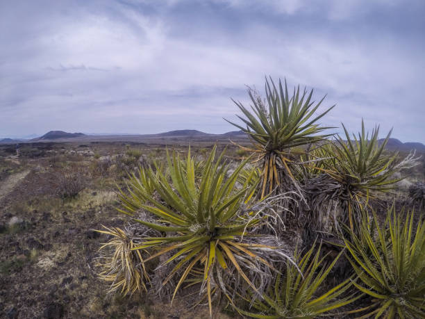 砂漠の花と植物サボテンの風景 - desert flower california cactus ストックフォトと画像