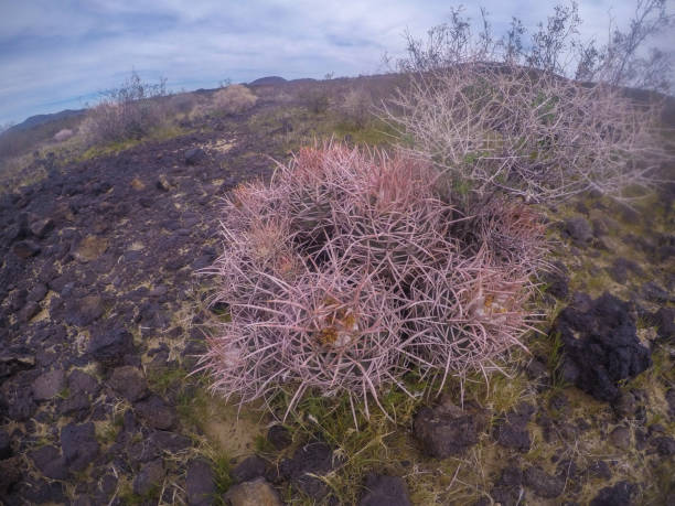 砂漠の花と植物サボテンの風景 - desert flower california cactus ストックフォトと画像