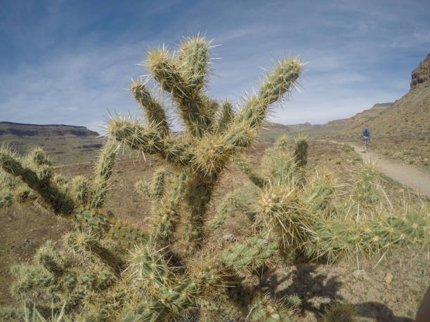 istock Desert Flower and Flora Cactus Landscape 960420006
