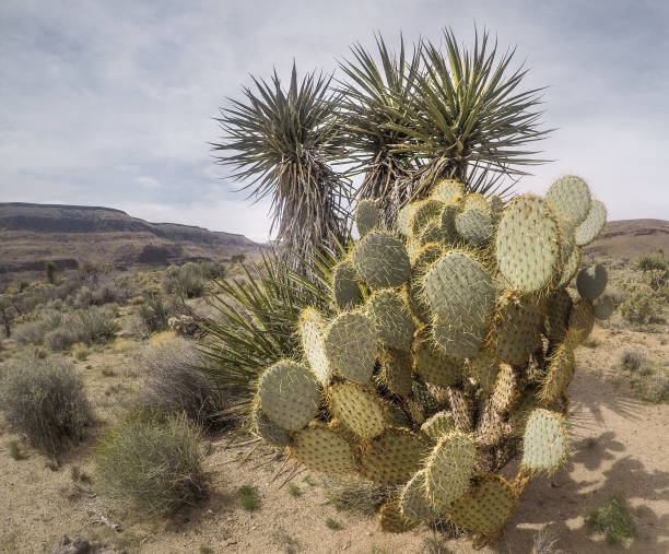 砂漠の花と植物サボテンの風景 - desert flower california cactus ストックフォトと画像