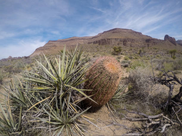 砂漠の花と植物サボテンの風景 - desert flower california cactus ストックフォトと画像