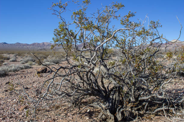 istock Desert Flower and Flora Cactus Landscape 960420024