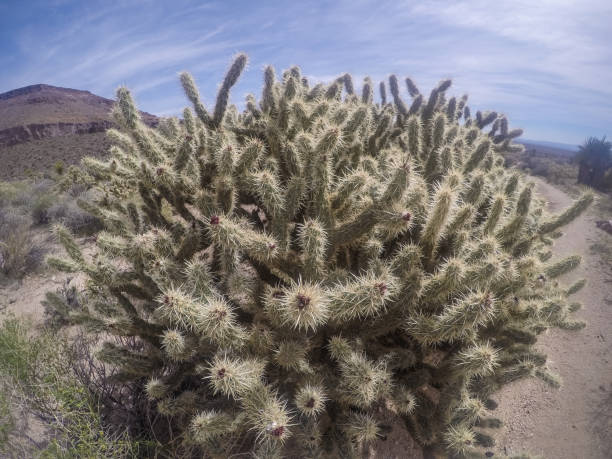砂漠の花と植物サボテンの風景 - desert flower california cactus ストックフォトと画像