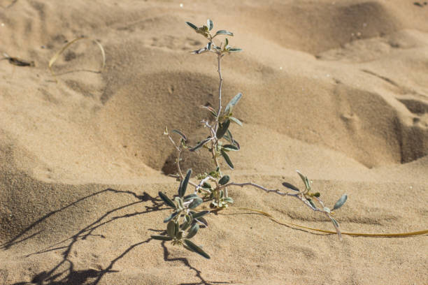 砂漠の花と植物サボテンの風景 - desert flower california cactus ストックフォトと画像