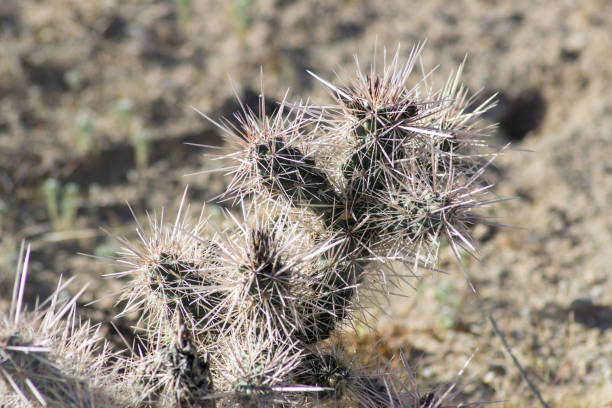 istock Desert Plants Fauna Wildflowers and Cactus 960420094