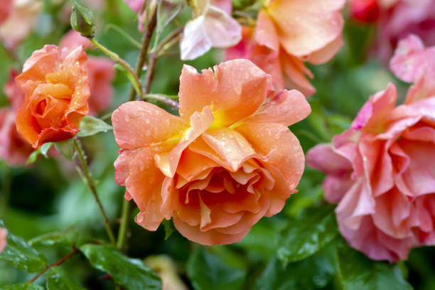 istock Rose, rose blossom after rain shower (Rosaceae) 960420378