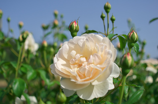 White rosehip flower on bush.