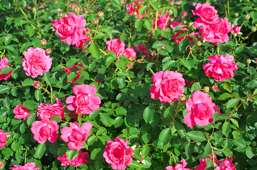 English roses garden in Sennan City, Osaka, Japan