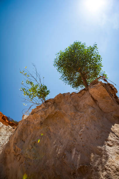 istock Fairy Stream Canyon Red river between rocks and jungle Mui Ne Vietnam 960423574