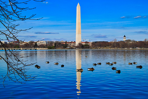 Flock of geese rest in pool with reflection of Washington Monument, which is on opposite shore.  Washington DC is the capital of America.