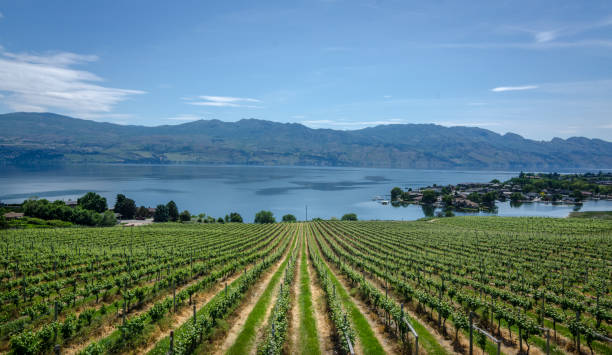 rows of vinetrees near kelowna, canada overlooking lake okanagan - kelowna chardonnay grape vineyard grape imagens e fotografias de stock