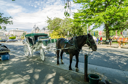White Horse drawn carriage in Victoria, Bristish Columbia, Canada.\nVictoria is the capital of British Columbia province.