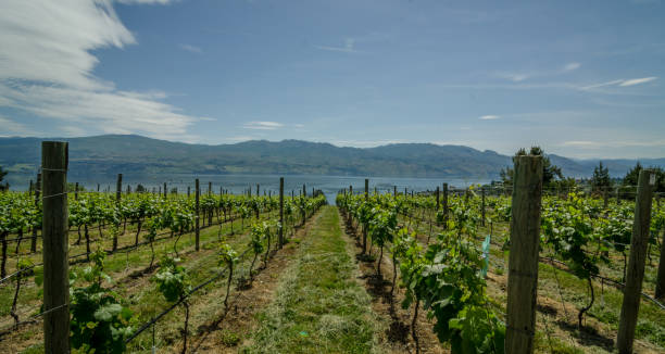 viñedos con vistas al lago okangan - kelowna chardonnay grape vineyard grape fotografías e imágenes de stock