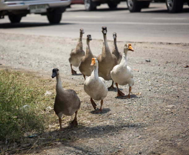 istock Duck walking near highway road 960433000