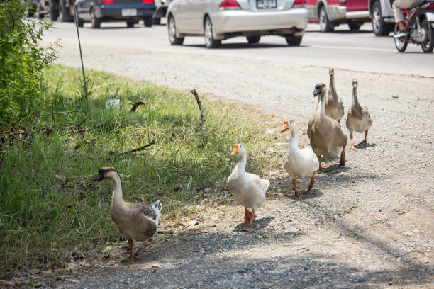 istock Duck walking near highway road 960433002