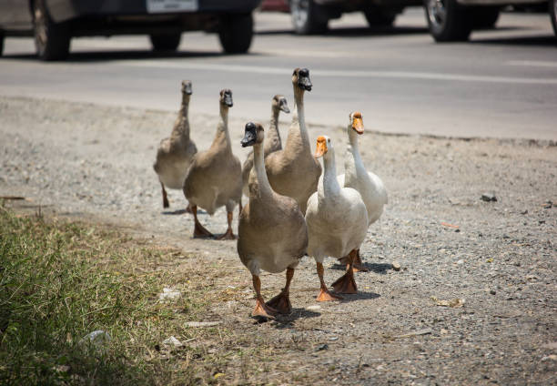 istock Duck walking near highway road 960433012