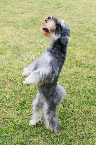 istock Miniature Schnauzer standing on the hind leg 960435168