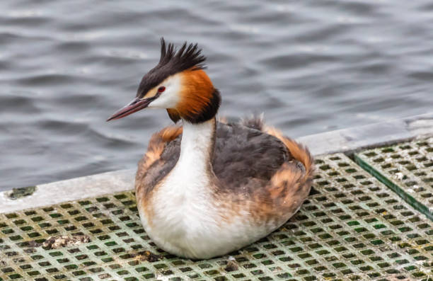 Great Crested Grebe Great Crested Grebe great crested grebe stock pictures, royalty-free photos & images