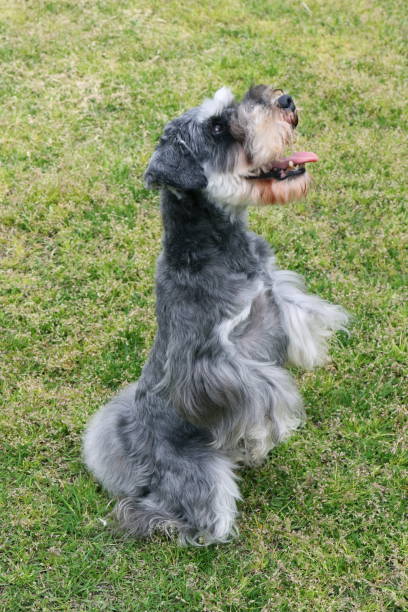 istock Miniature Schnauzer standing on the hind leg 960436574
