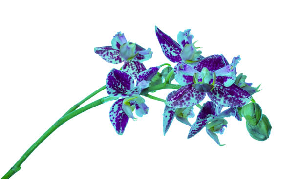 istock purple peloric spotty with bud orchid isolated, white background 960436654