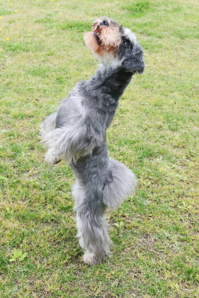 istock Miniature Schnauzer standing on the hind leg 960436952