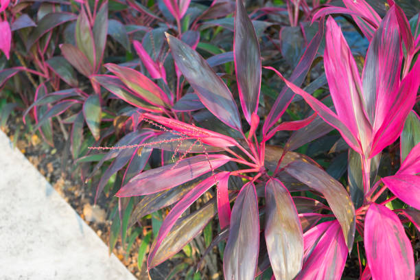 istock Cordyline fruticosa in garden 960439062