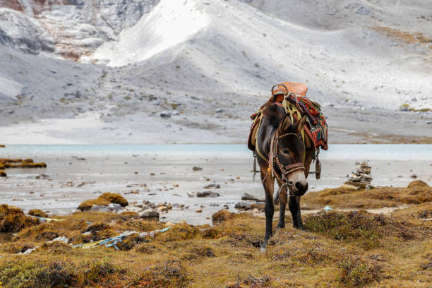 transport esel, region tibet, yading, china - underdeveloped stock-fotos und bilder