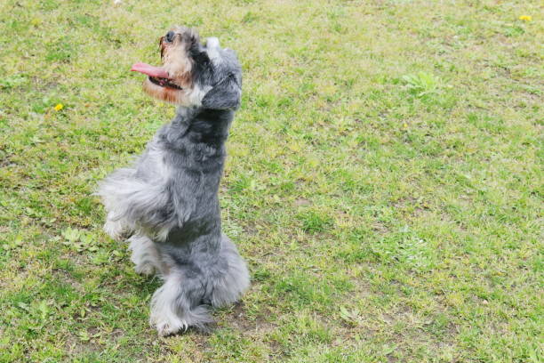 istock Miniature Schnauzer standing on the hind leg 960439748