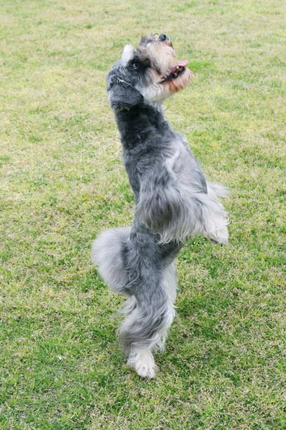 istock Miniature Schnauzer standing on the hind leg 960440442