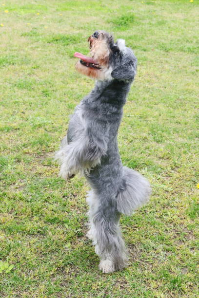 istock Miniature Schnauzer standing on the hind leg 960440600