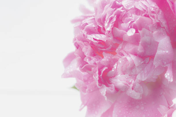 peonie 花 - cut flowers rose purple flower arrangement ストックフォトと画像