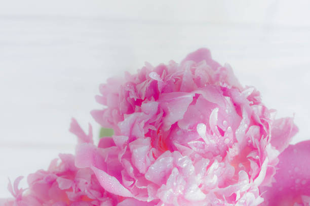 peonie 花 - cut flowers rose purple flower arrangement ストックフォトと画像