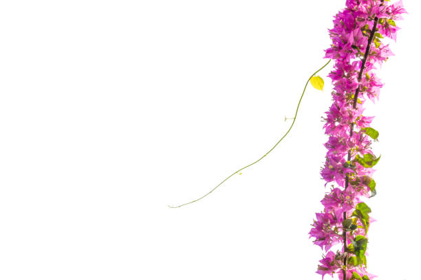 beautiful pink bougainvilleas with white background isolated